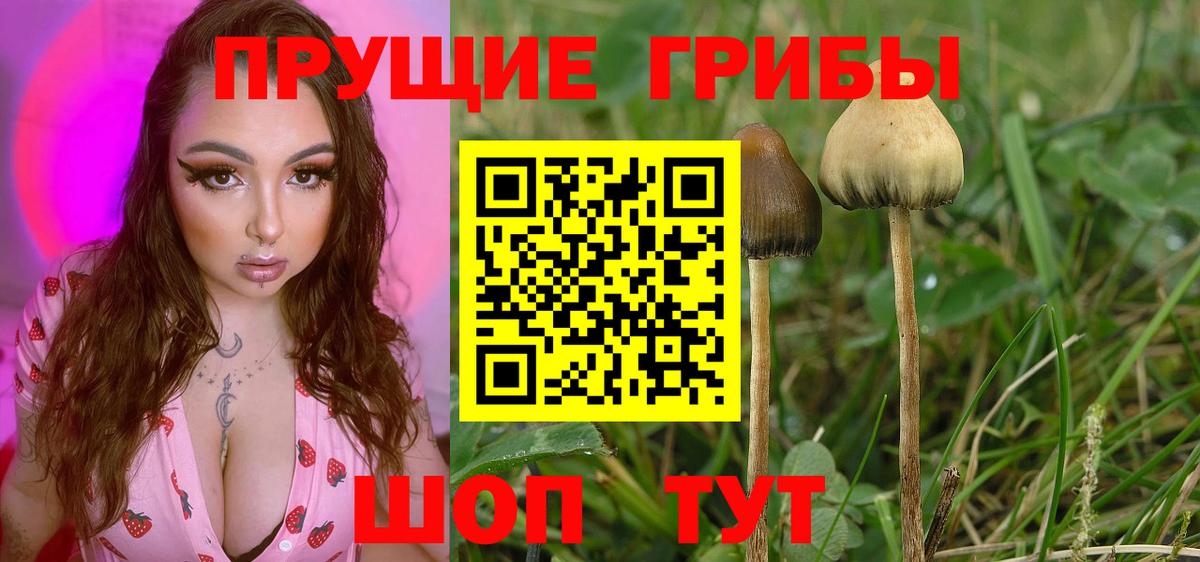 Псилоцибиновые грибы мицелий  Вход с VPN  Узловая  Псилоцибиновые грибы прущие грибы 
